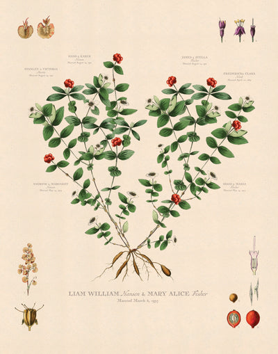 BUNCHBERRY FAMILY BOTANIC - Family Botanic Print only