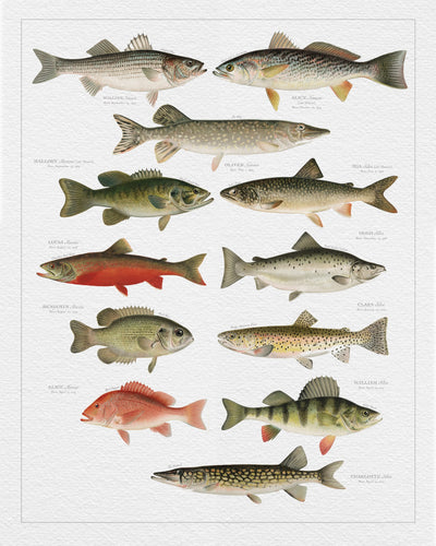 NORTH AMERICAN FISH FAMILY BOTANIC - Family Botanic - print only