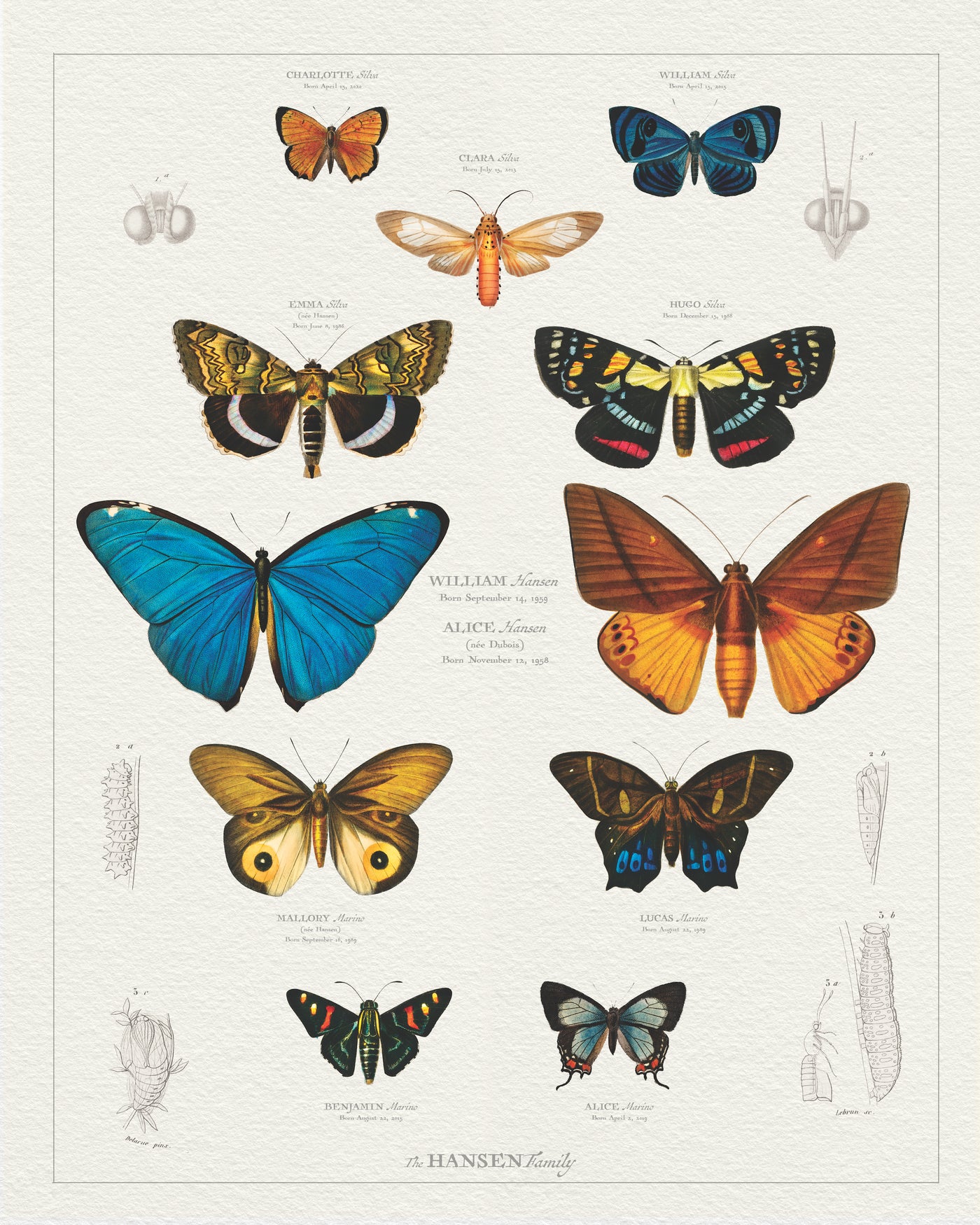 VINTAGE BUTTERFLY & MOTH FAMILY BOTANIC - print only
