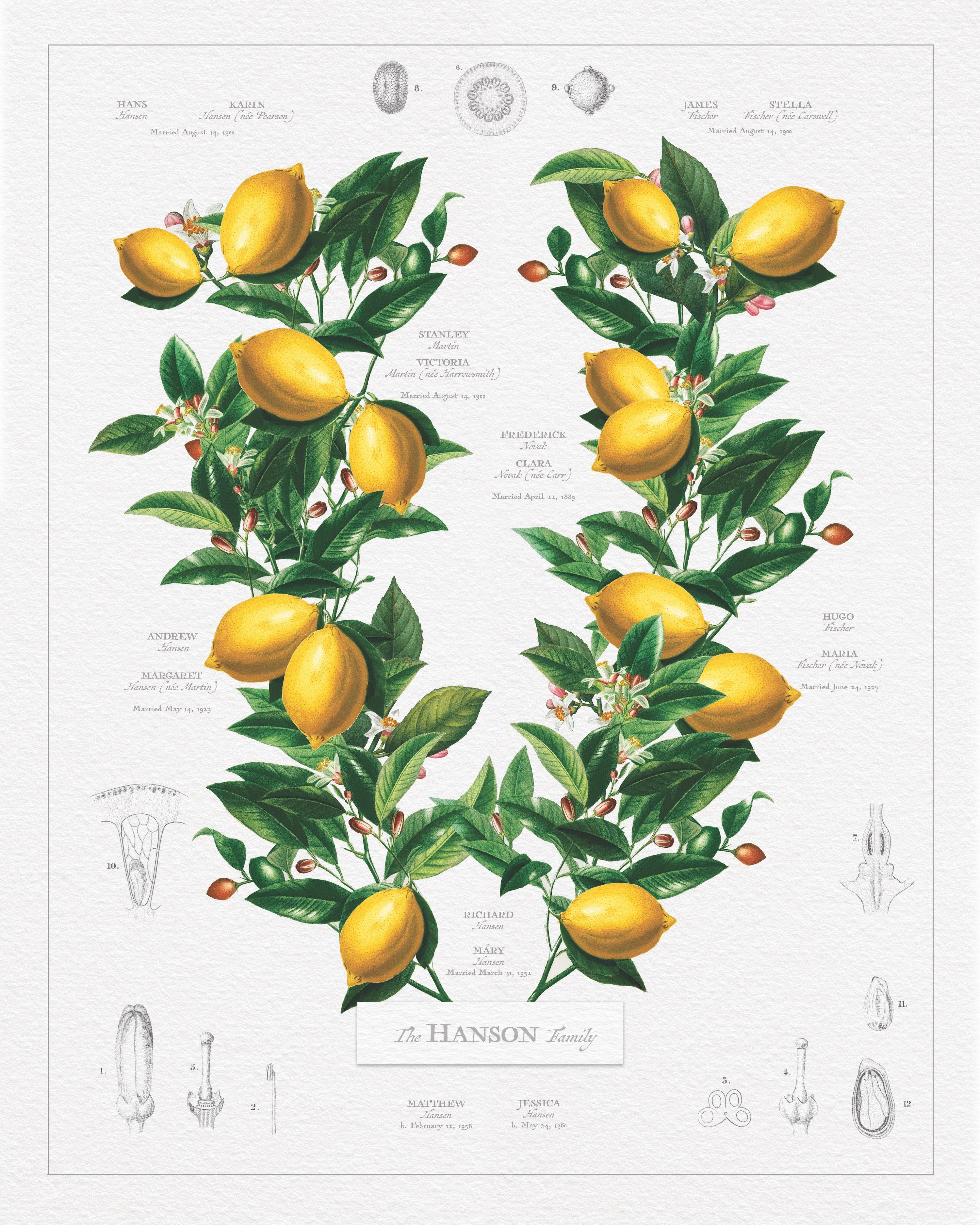 Classic Lemon Family Botanic - Custom made & Framed Family Tree