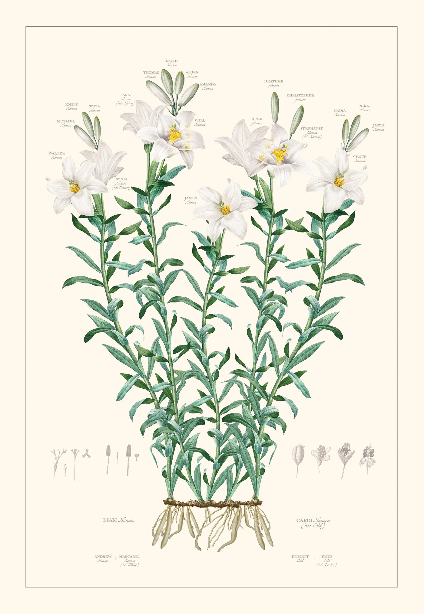 Large White Lily Family Botanic on White Background Print Only image 