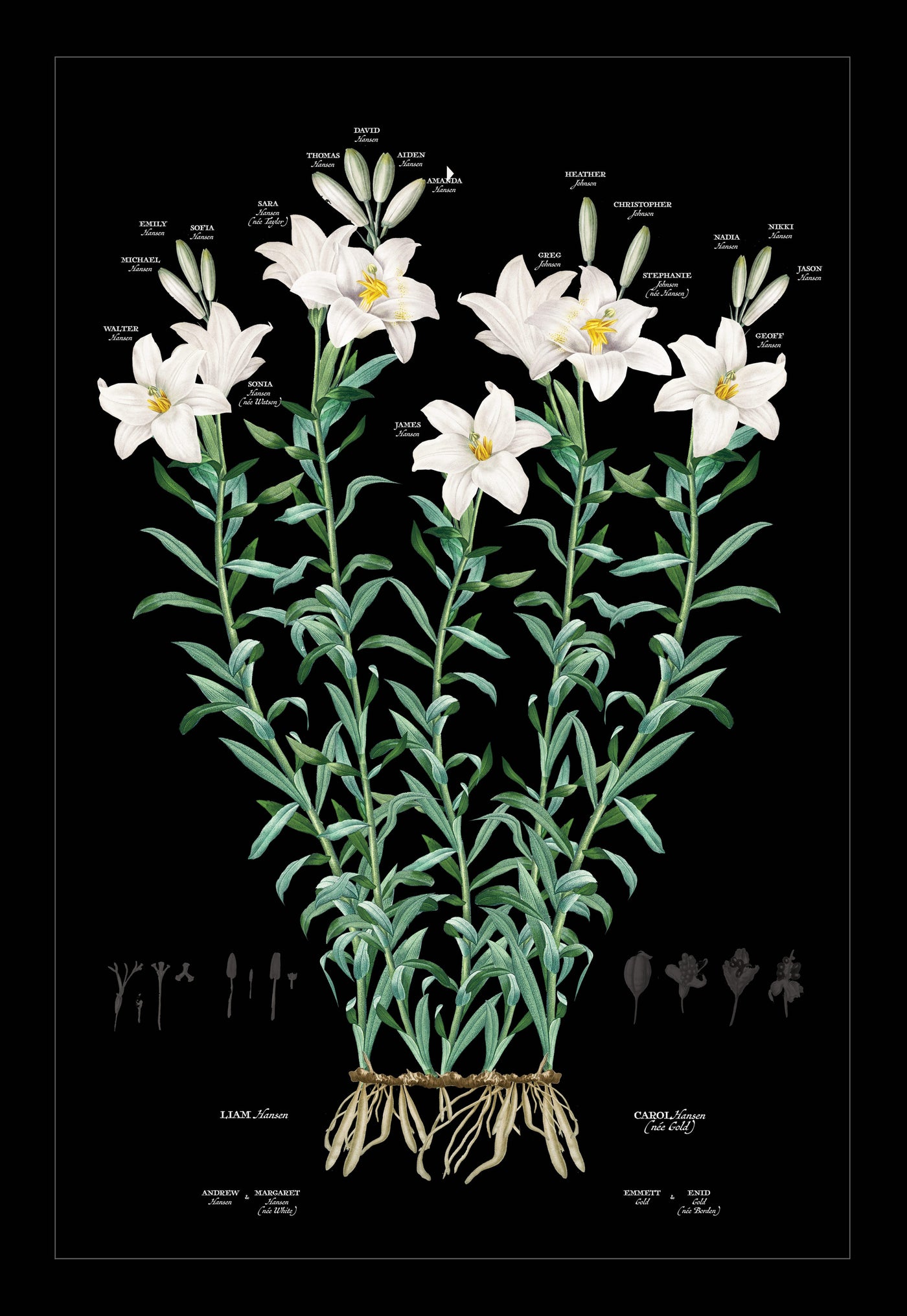 Large White Lily on Black background print only