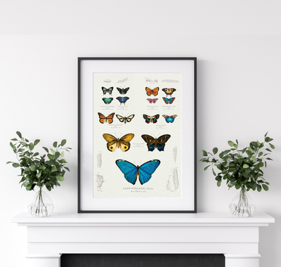 Ancestor Butterfly & Moth Family Botanic Thin Black Frame Lifestyle photo
