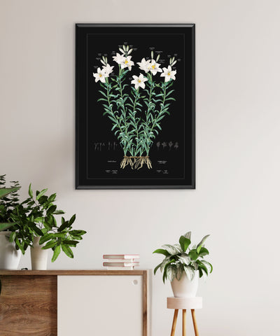Large White Lily on Black Family Botanic Family Tree lifestyle image