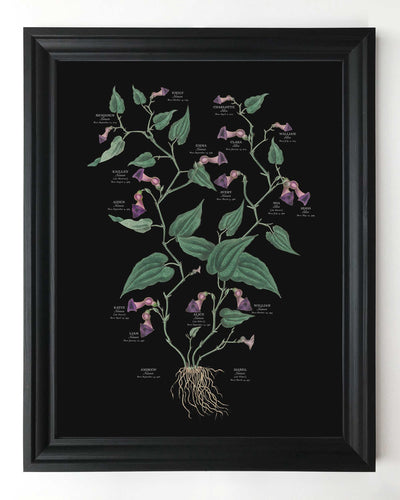 Virginia Snakeroot on Black Family Botanic Family Tree in Black Frame
