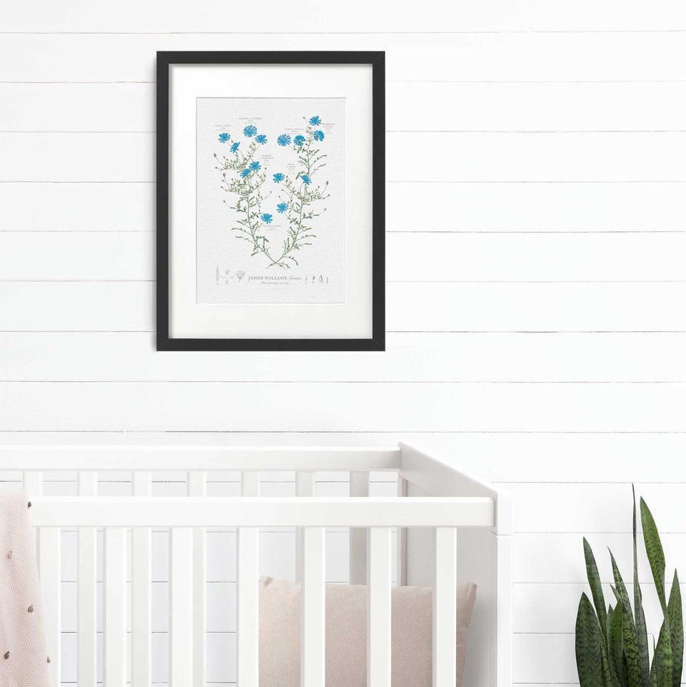 Blue Aster Family Tree Nursery Lifestyle image