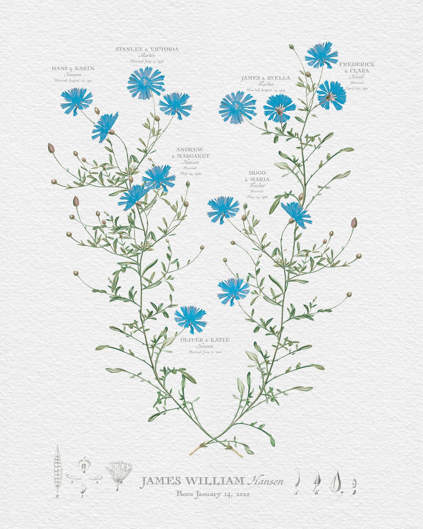 CLASSIC BLUE ASTER FAMILY BOTANIC - Family Botanic - Print only