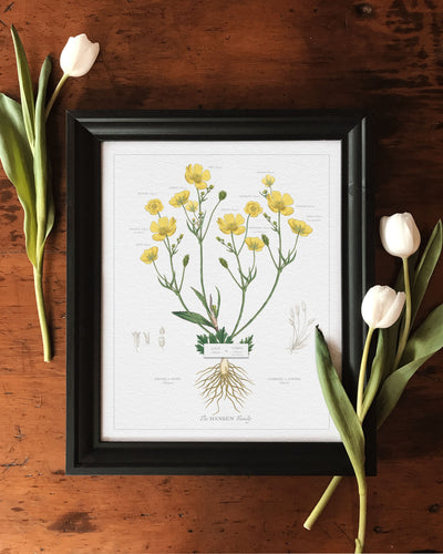 CLASSIC BUTTERCUP FAMILY BOTANIC - Family Botanic -lifestyle with tulips