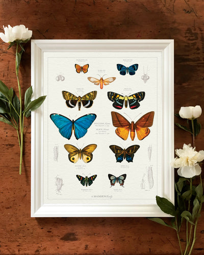 VINTAGE BUTTERFLY & MOTH FAMILY BOTANIC - lifestyle image with peonies