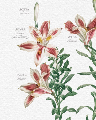 Peruvian Lily Family Botanic Family Tree Close up