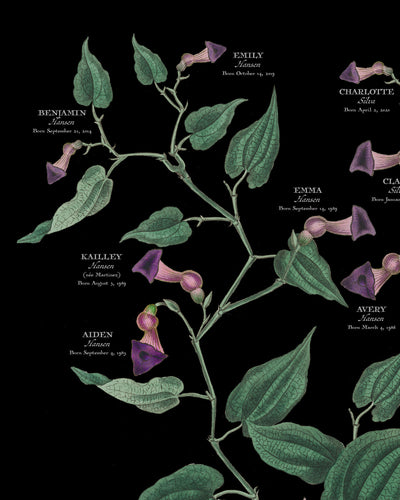 Virginia Snakeroot on Black Family Botanic Family Tree Close up