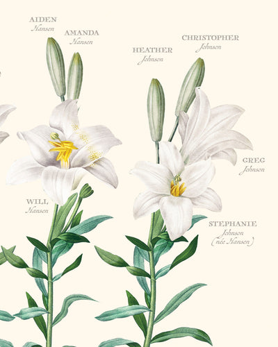 White Lily Family Botanic Family Tree Close up