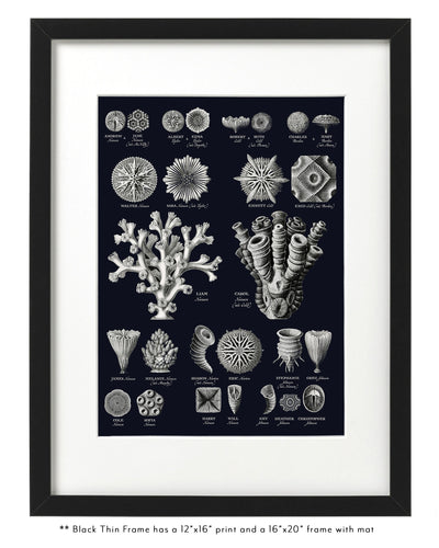 Vintage Coral Family Botanic Family Tree in Thin White Frame