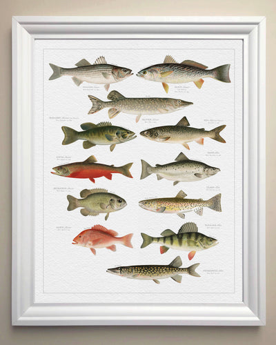 NORTH AMERICAN FISH FAMILY BOTANIC - in white frame