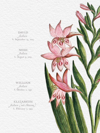 Close up image of Gladiolus Family Botanic Family Tree