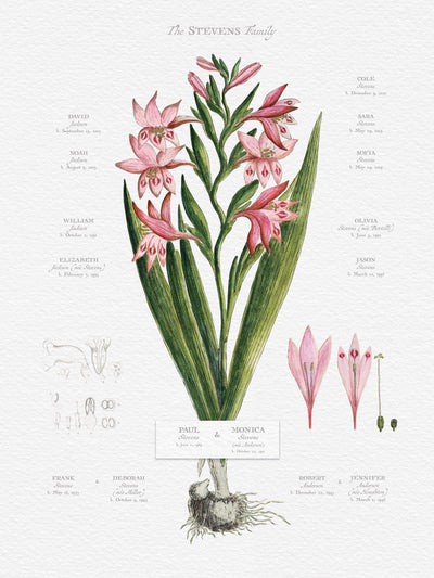 Image only of Gladiolus Family Botanic Family Tree