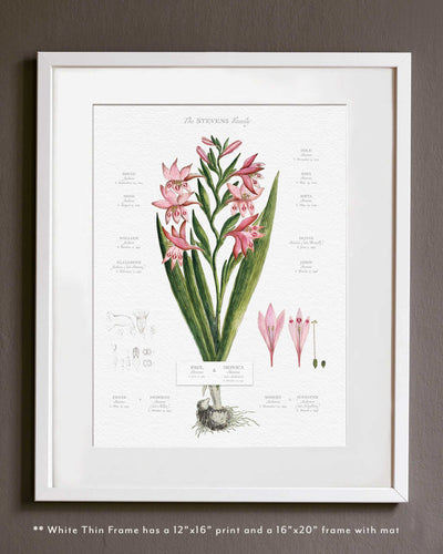 Image of Gladiolus in Thin White Frame