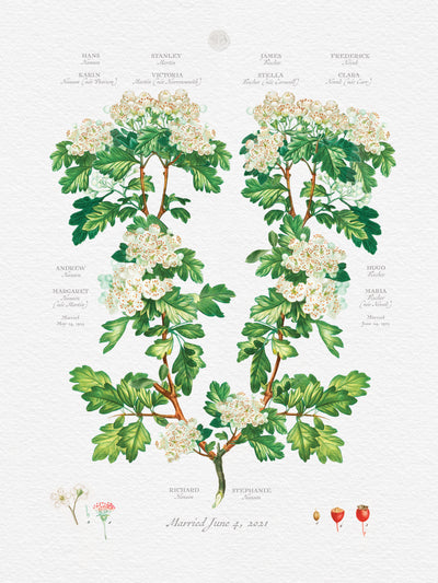 Vintage Hawthorne Family Botanic Family Tree print only