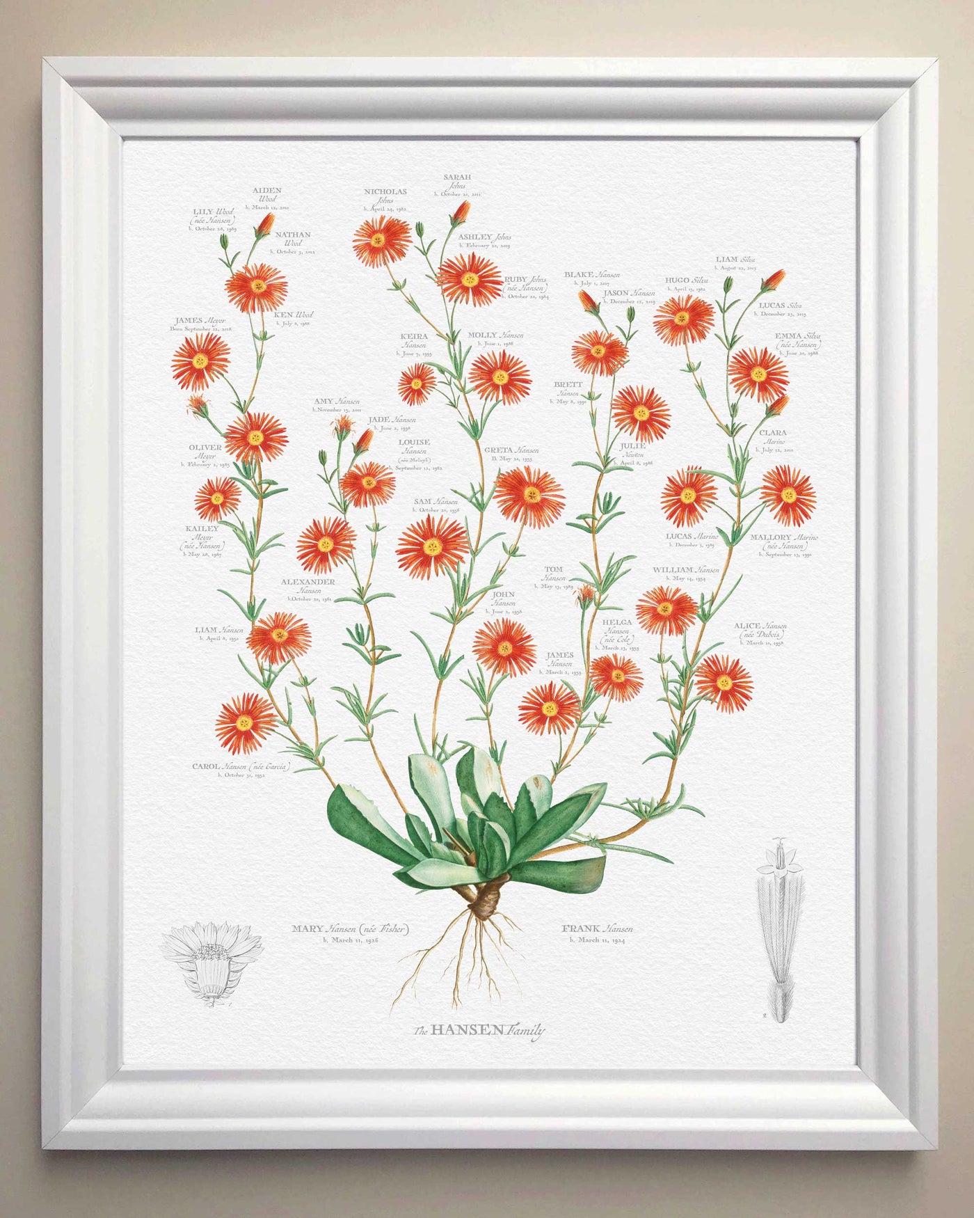 Vintage Ice Plant Family botanic - in white frame