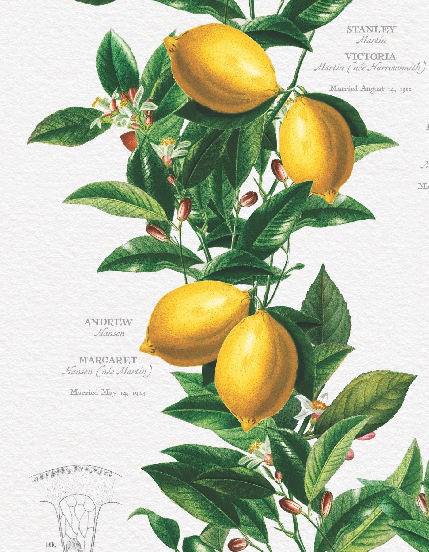 Close Up of Ancestor Classic Lemon Family Botanic
