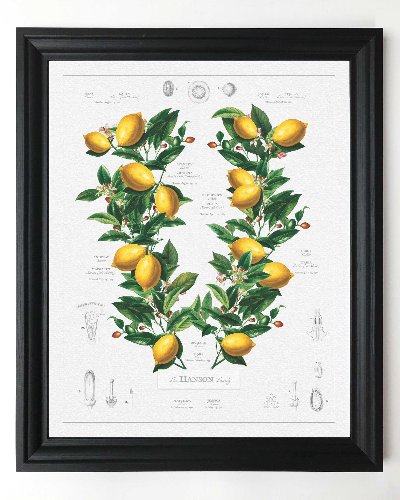 Ancestor Classic Lemon Family Botanic  in Black Frame