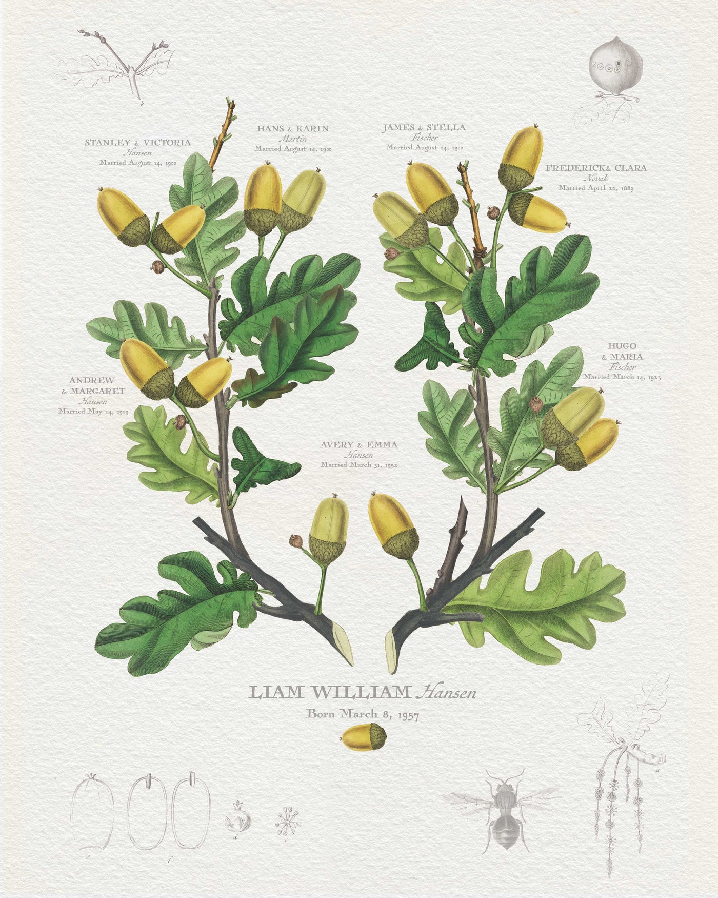 ENGLISH OAK FAMILY BOTANIC - Family Botanic Print Only