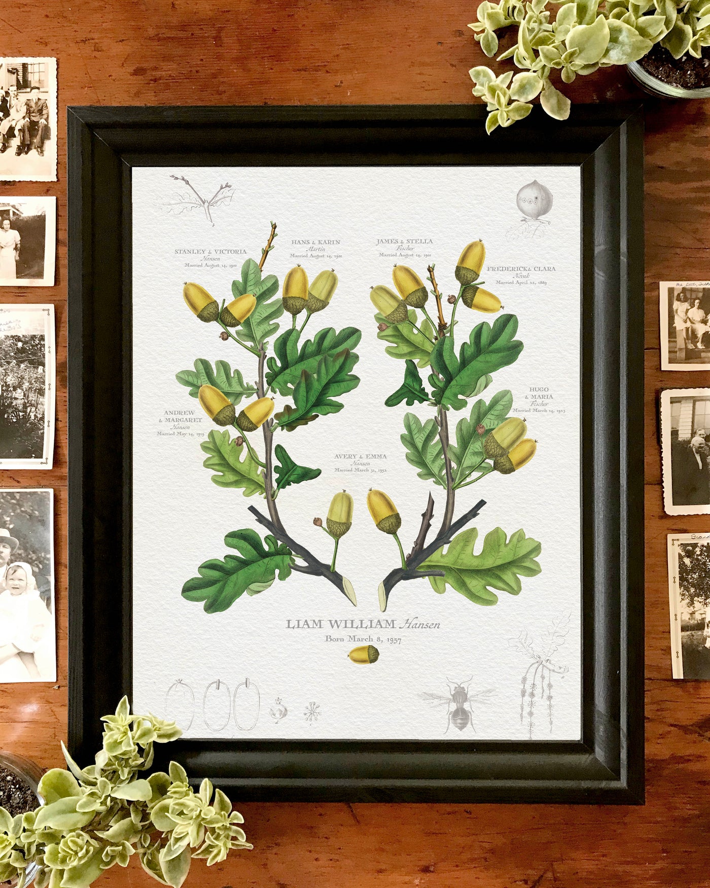 ENGLISH OAK FAMILY BOTANIC - Family Botanic- Lifestyle Image with plants
