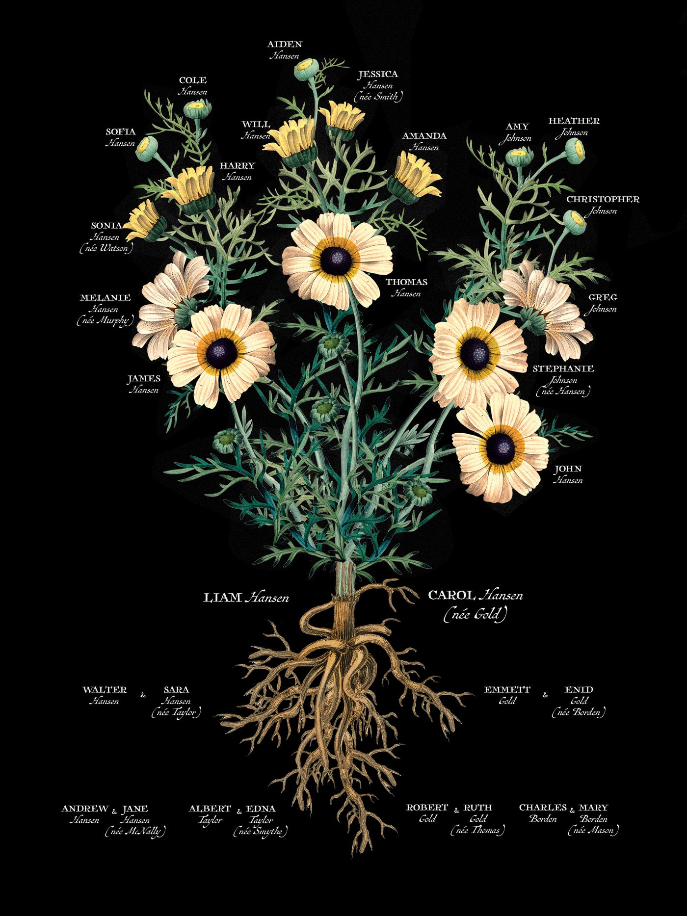 Painted Daisy on Black Family Botanic Family tree print only image