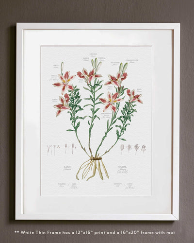 Peruvian Lily in Thin White Frame