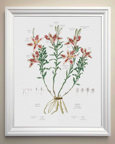 Peruvian Lily Family Botanic Family Tree in White Frame