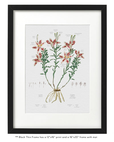 Peruvian Lily Family Botanic Family Tree in Thin Black Frame