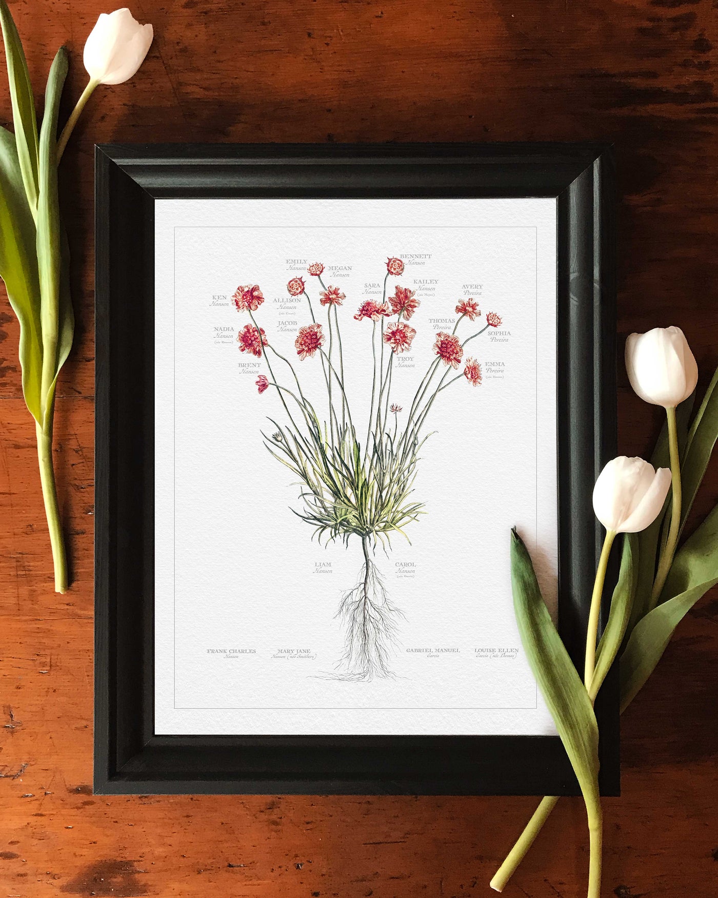 Vintage Pincushion Family botanic -lifestyle image with tulips