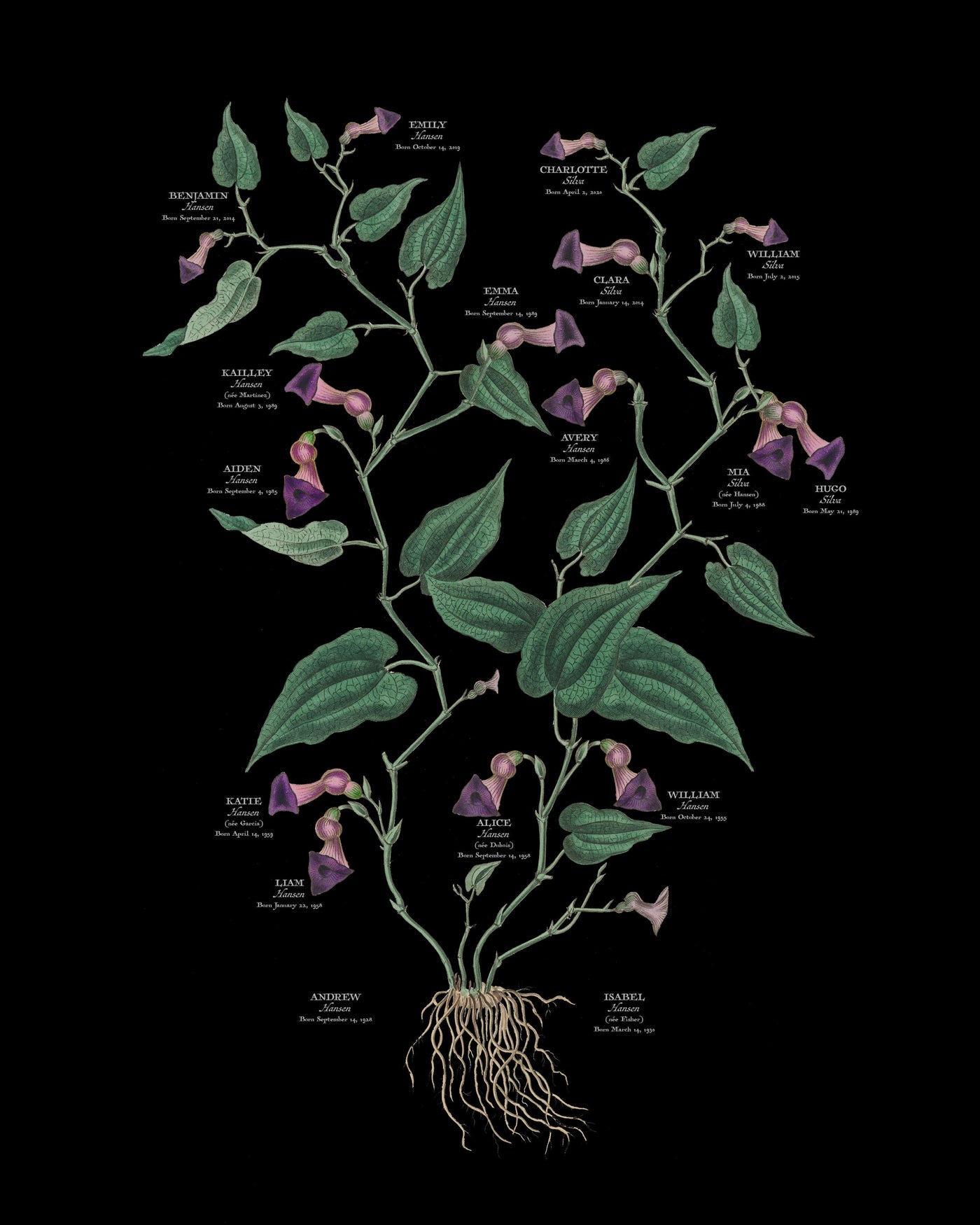 Virginia Snakeroot on Black Family Botanic Family Tree print only