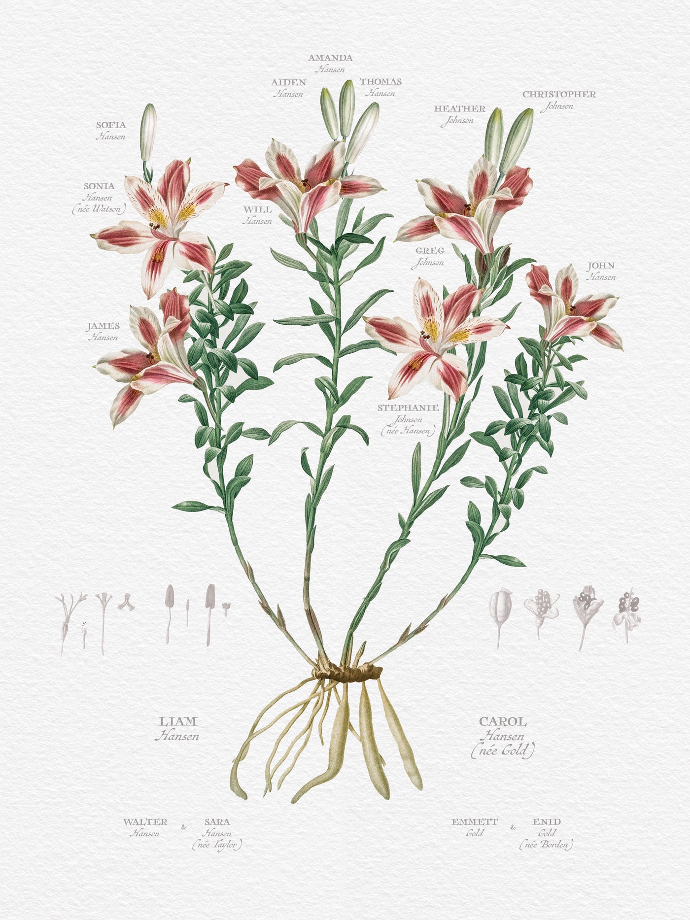 Peruvian Lily Family Botanic Family Tree print only
