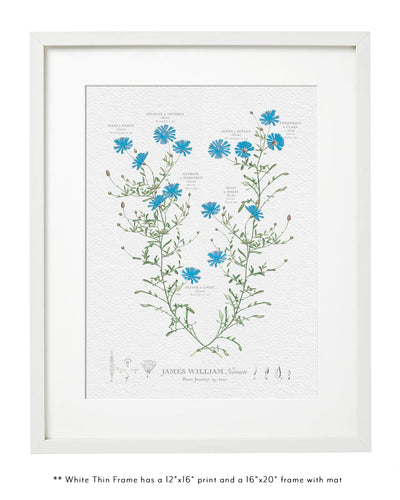 Blue Aster Family Botanic in Thin White Frame