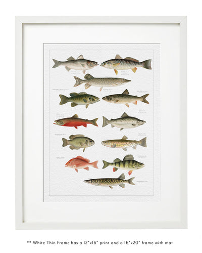 NORTH AMERICAN FISH FAMILY BOTANIC - Family Botanic in thin white frame