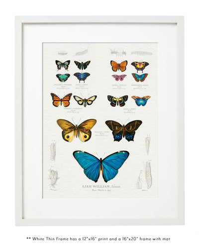 Ancestor Butterfly & Moth Family Botanic in Thin White Frame