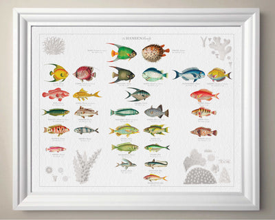 VINTAGE FISH FAMILY BOTANIC - in white frame