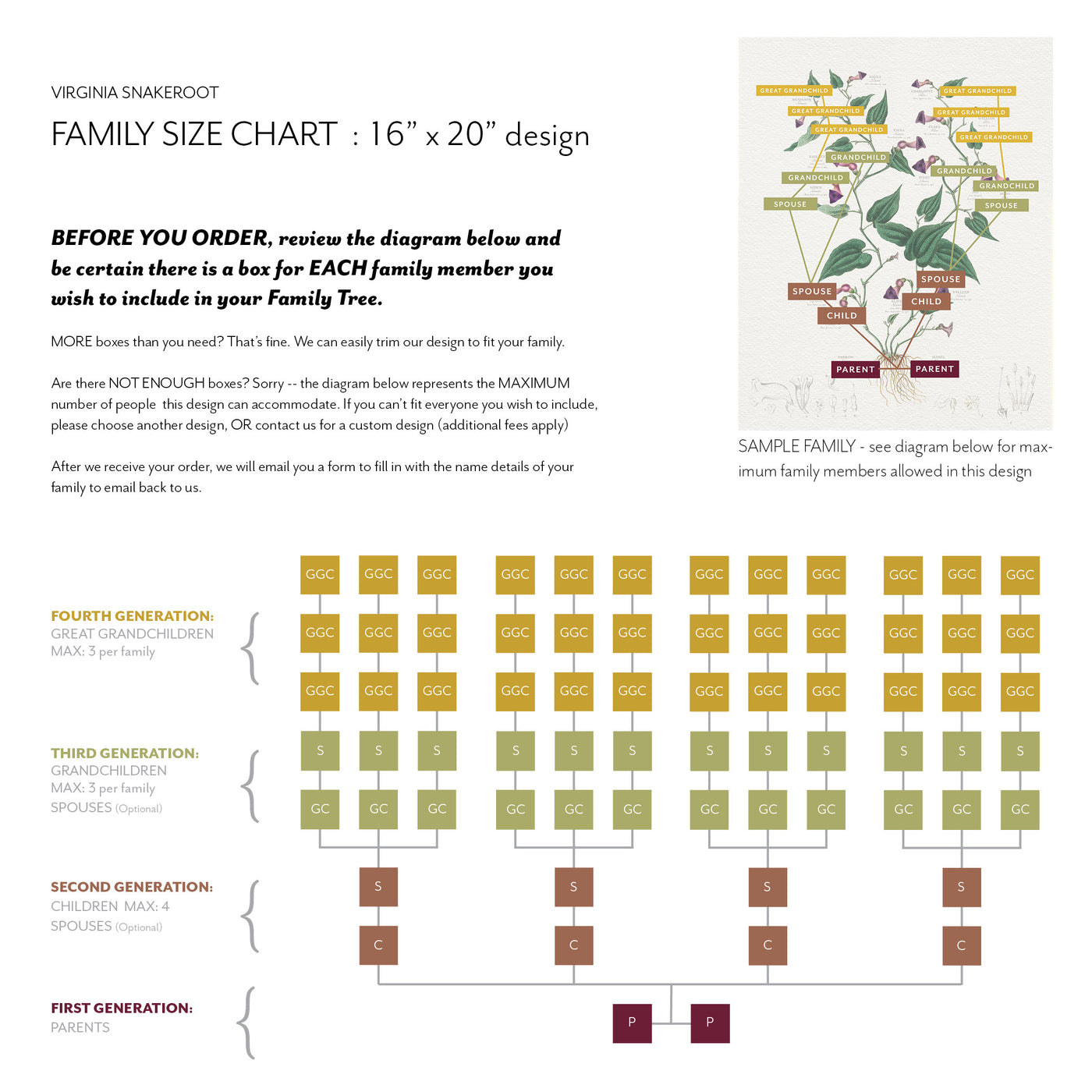 Family size Chart  16 x 20 print size - VIRGINIA SNAKEROOT FAMILY BOTANIC - Family Botanic