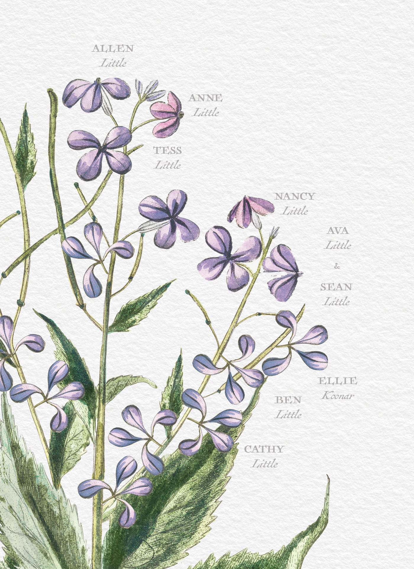 Close up of Vintage Violet Family Botanic custom family Tree