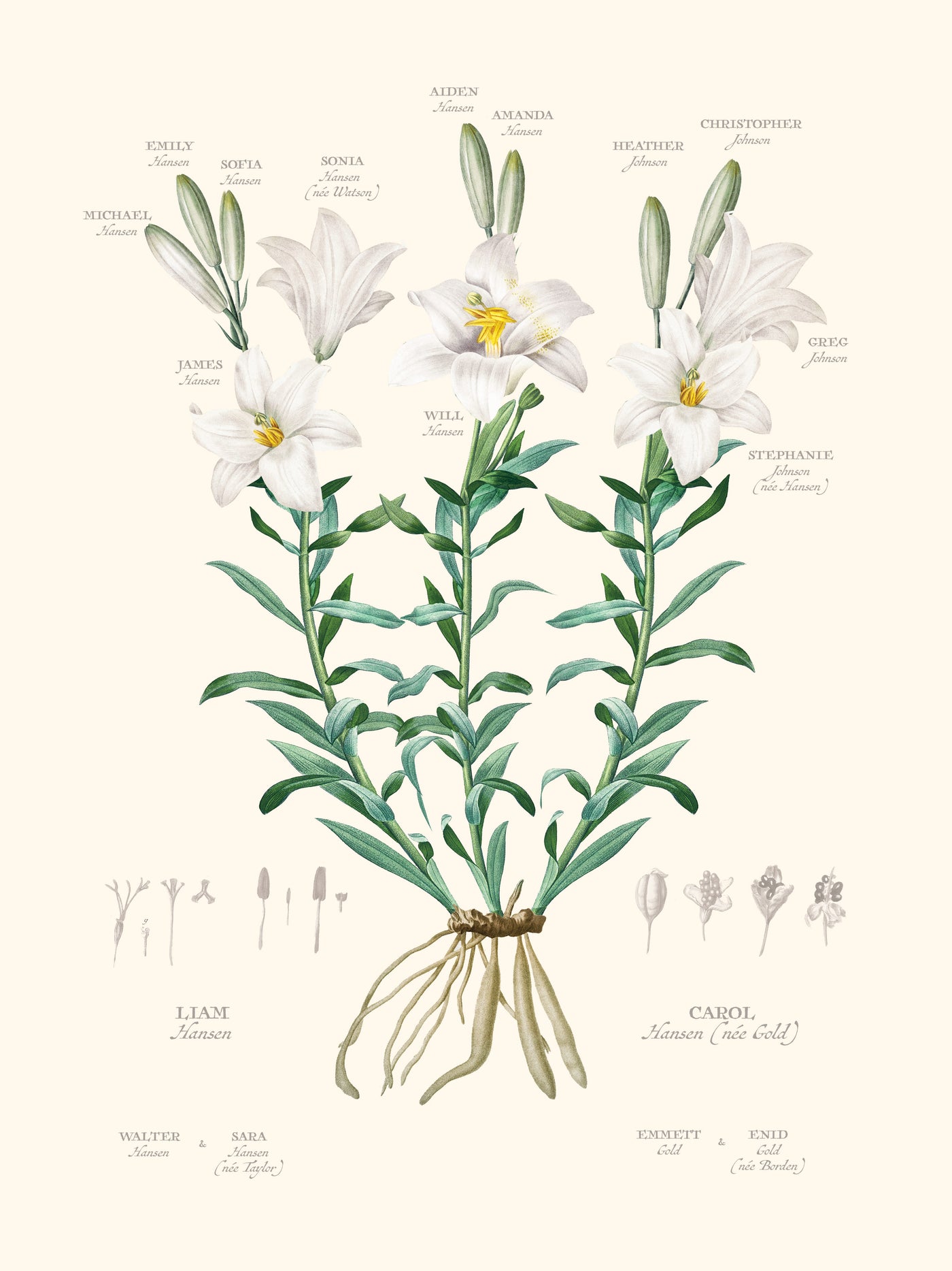 White Lily Family Botanic Family Tree Print only