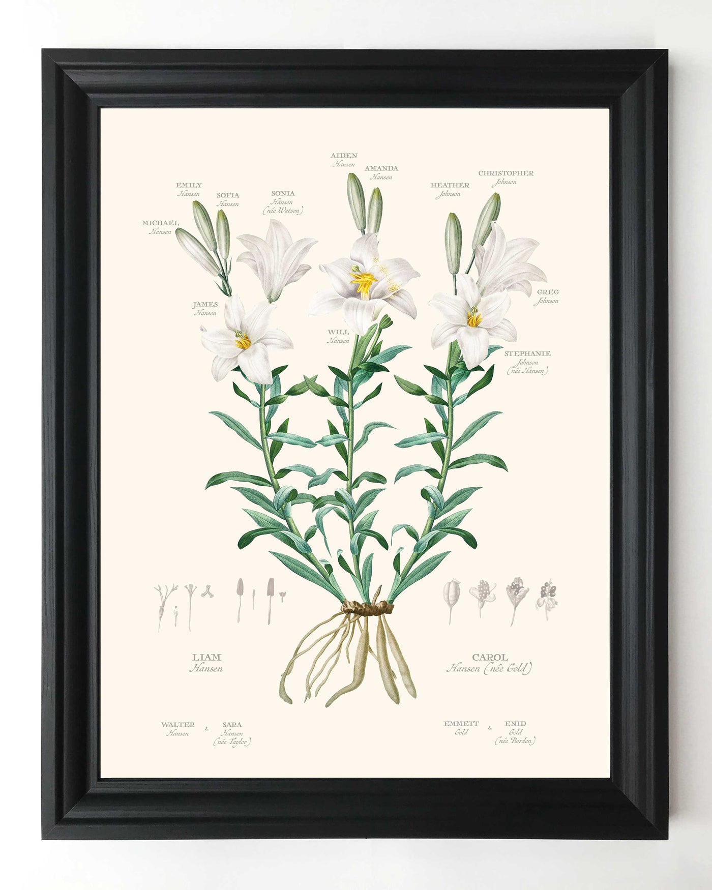 White Lily Family Botanic Family Tree in black frame