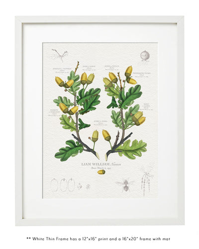 English Oak Family Botanic in Thin White Frame