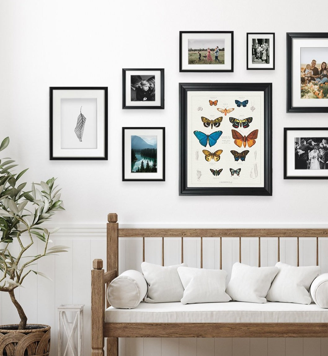 VINTAGE BUTTERFLY & MOTH FAMILY BOTANIC - in Gallery Wall 
