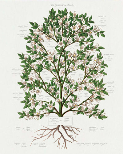 MAGNOLIA TREE FAMILY BOTANIC