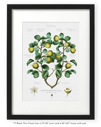 Classic Pears Family Botanic in thin black frame 